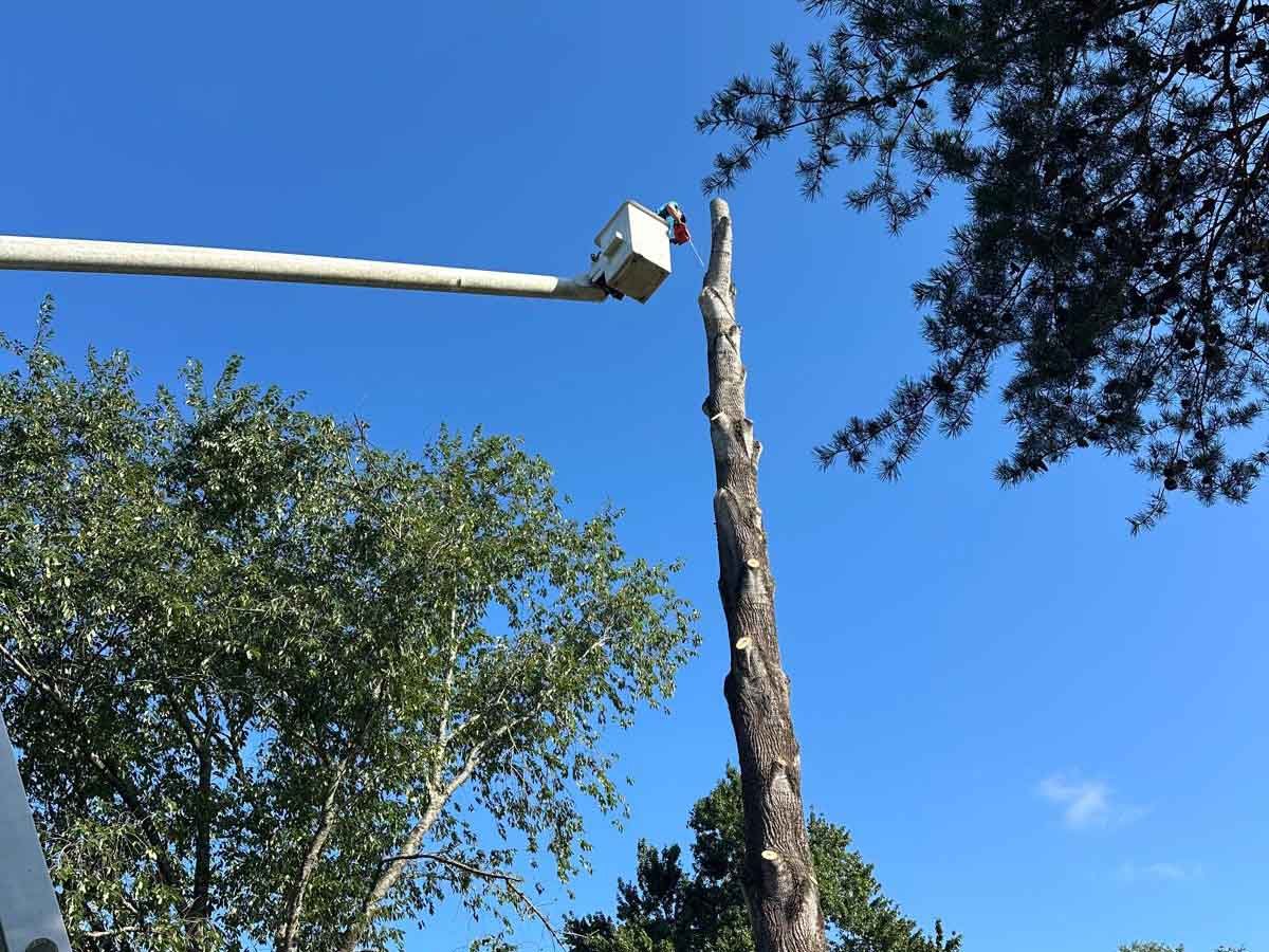 El Costeño Tree Service LLC